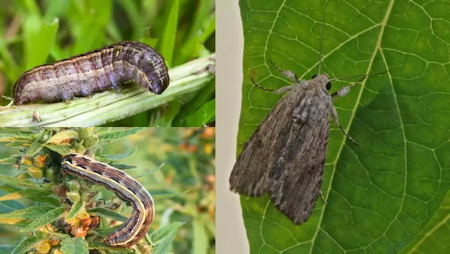 armyworms on potato leaf