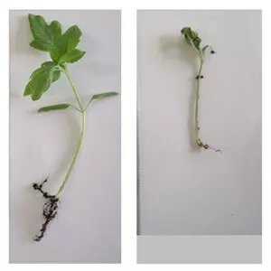 F. Oxysporum Infected (right) and S. Rochei Treated (left) Tomato Plants