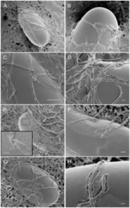 A diagram showcasing the mode of action of Pochonia chlamydosporia, a fungus used in biological control, depicting its working mechanism to combat plant-parasitic nematodes.