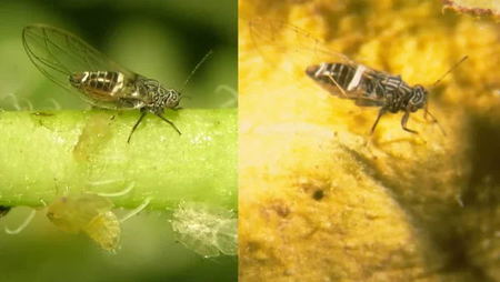 potato-psyllid-bactericera-cockerelli