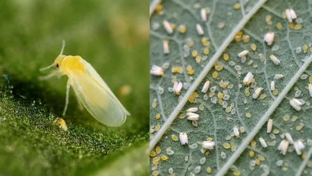 Whiteflies on potato plants