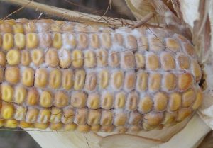 Corn ear affected by Diplodia Ear Rot with grayish-white mold covering the kernels.