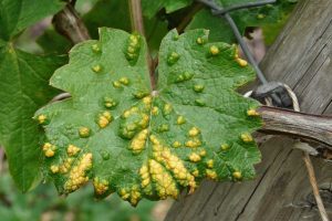 A grapevine leaf with numerous small, yellow-green galls caused by the grape erineum mite, a common grape pest.