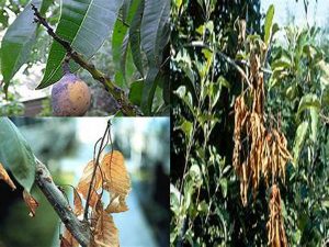 Composite image showing different symptoms of mango tree diseases, including fruit rot, leaf blight, and branch dieback.