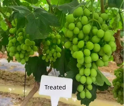 grape fixing nitrogen treated by endophytic bacterium Methylobacterium