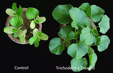 Fusarium Control and Trichoderma Treatment