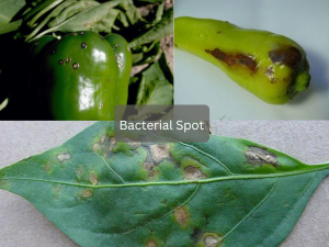 Tomato-leaf-with-bacterial-spot-disease