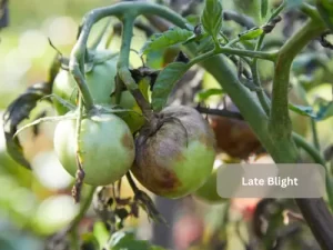 Late-Blight-Tomato-Symptoms-Damage