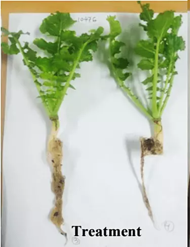 Raddish root treated by b. licheniformis