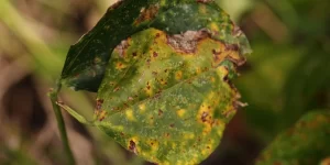 Close-up image of a cabbage leaf with dark, sunken lesions caused by Anthracnose disease.