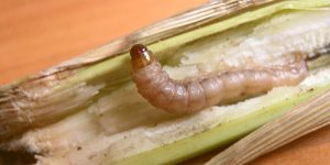 Close-up of a corn stalk damaged by a common stalk borer.