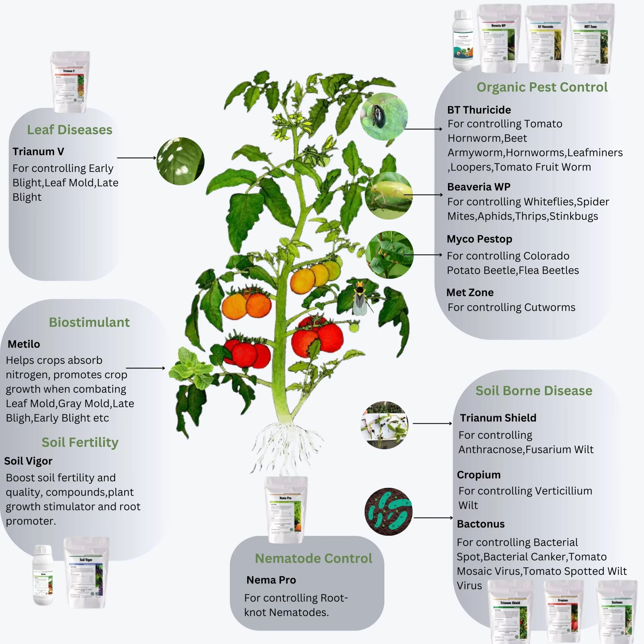 Sustainable microbial solutions for tomato disease pest management