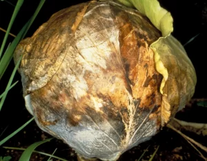 Close-up image of cabbage leaves showing symptoms of Rhizoctonia disease with dark, sunken lesions and wilted areas.