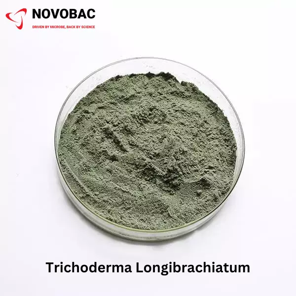 TRICHODERMA LONGIBRACHIATUM