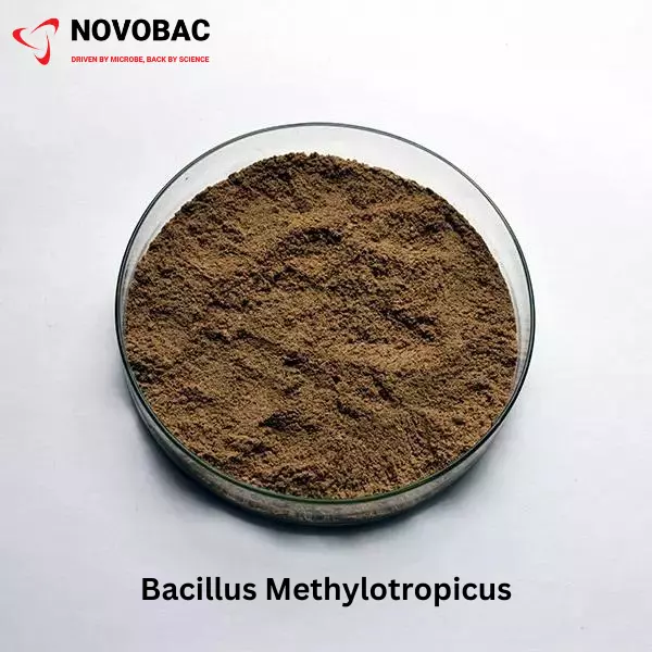 BACILLUS METHYLOTROPHICUS