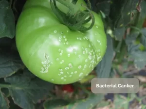 Bacterial-Canker-Tomato-Disease