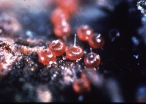 Close-up image of red, spherical eggs laid by the grape erineum mite on a plant surface. 