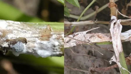 white mold on potato