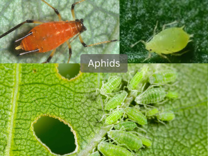 Close-up-of-green-aphids-on-plant-stem