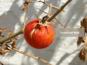 Fusarium-Wilt-Tomato-Disease