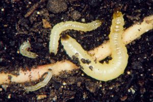 Close-up of a Western Corn Rootworm on a corn leaf.