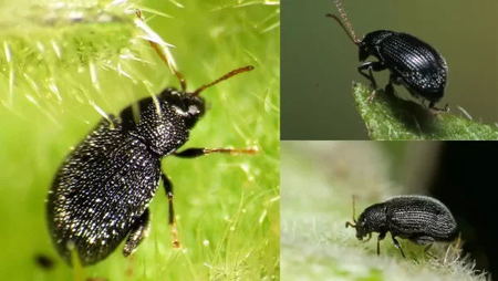 flea beetles on plant leaves