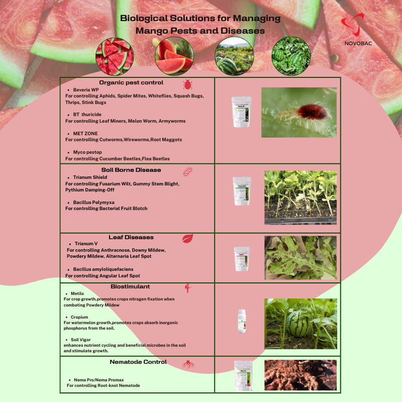 An infographic displaying various solutions from Novobav for controlling different pests and diseases affecting watermelons. It includes labeled sections for each pest and disease with corresponding treatment options.