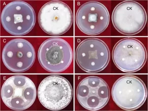 antagonistic activity of P. polymyxa