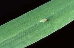 Russian wheat aphid on a green wheat leaf.