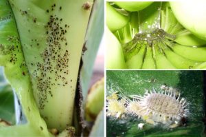 A composite image showing scale insect infestations on banana plants. The images depict dark, small insects clustered on the banana stem and fruit, along with a close-up of white, cottony scale insects on a green leaf.