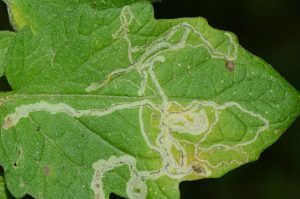 Close-up image of cabbage leaves showing damage from leafminers, with visible winding trails.