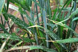 Wheat leaves with fungal disease spots.