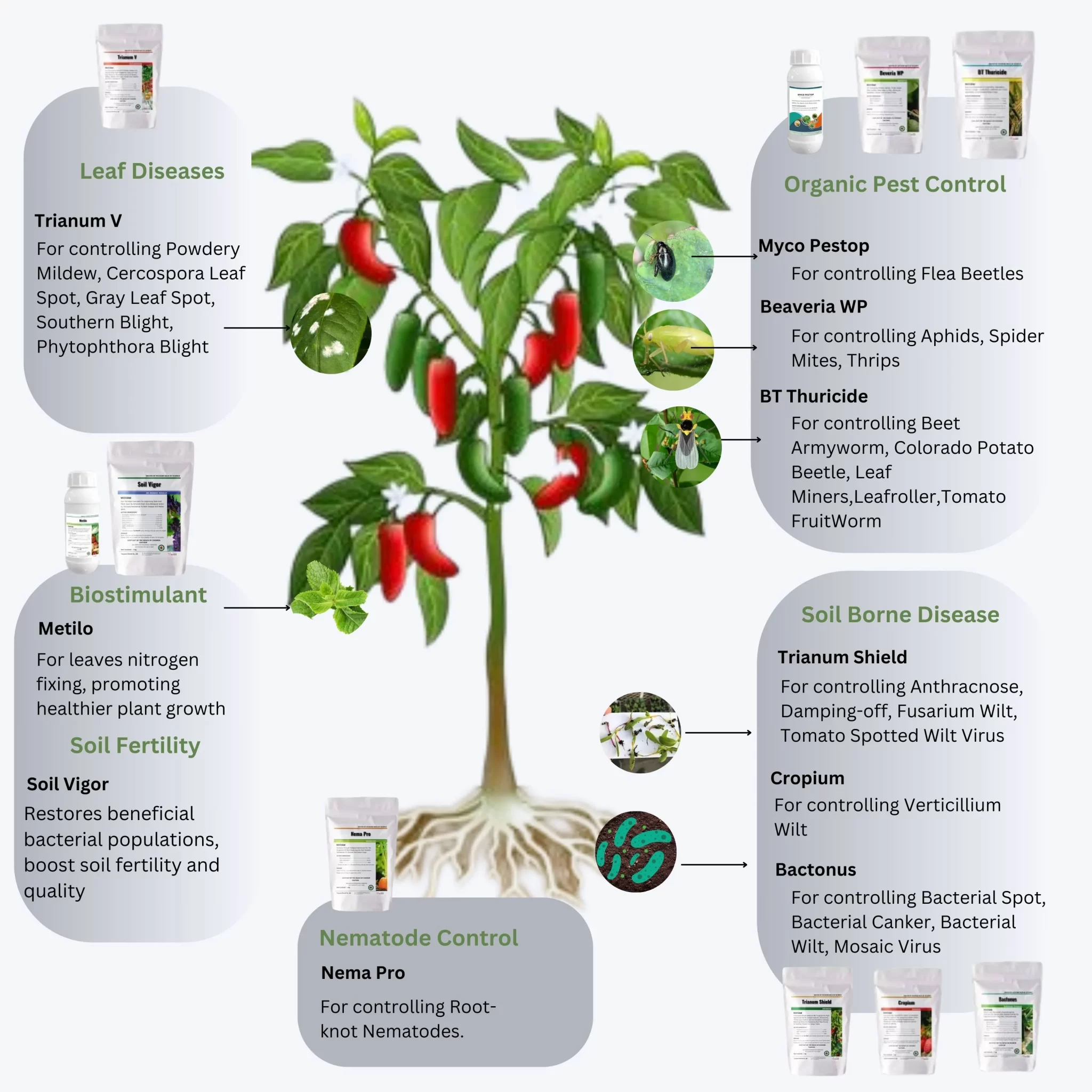 pepper plant common pest and disease treated by microbial solutions 