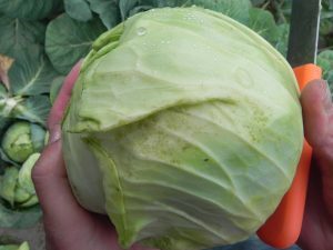 Close-up image of thrips infestation on a cabbage leaf.