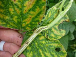 Close-up of a soybean stem split open, revealing the dark brown discoloration indicative of Brown Stem Rot.