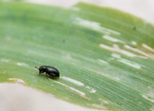 Close-up of a corn flea beetle on a corn leaf.