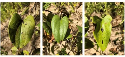 yam leaf spot treated