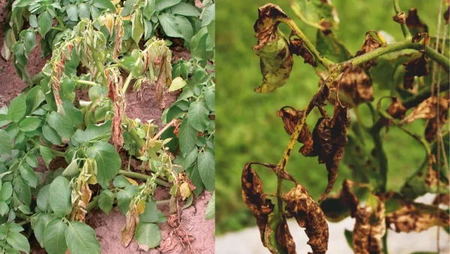 Verticillium Wilt of potato