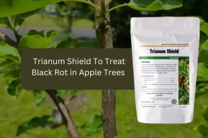 Trianum Shield application for managing black rot in apple trees 