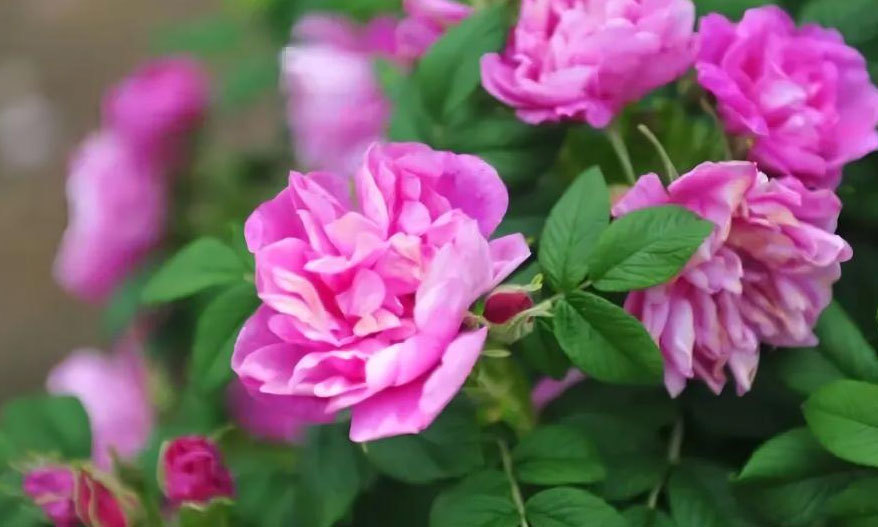 玫瑰花香精