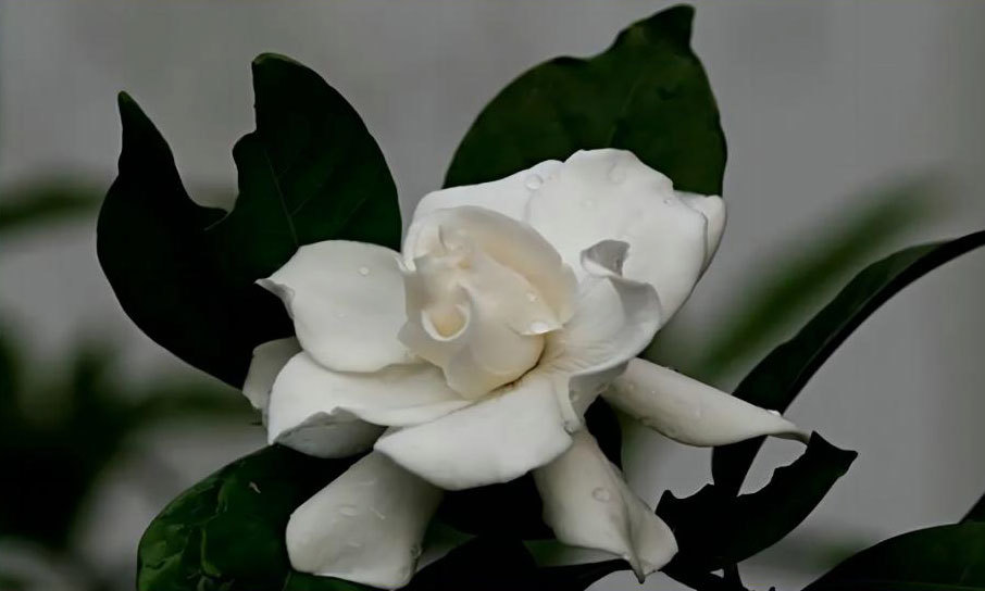 栀子花香精