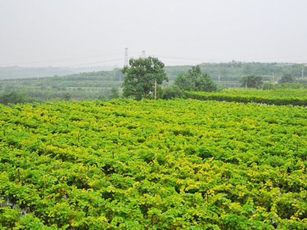 生產基地