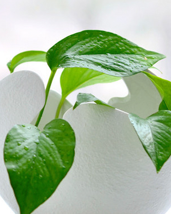 植物