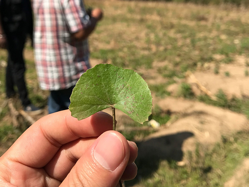Centella Asiatica processing in Madagascar