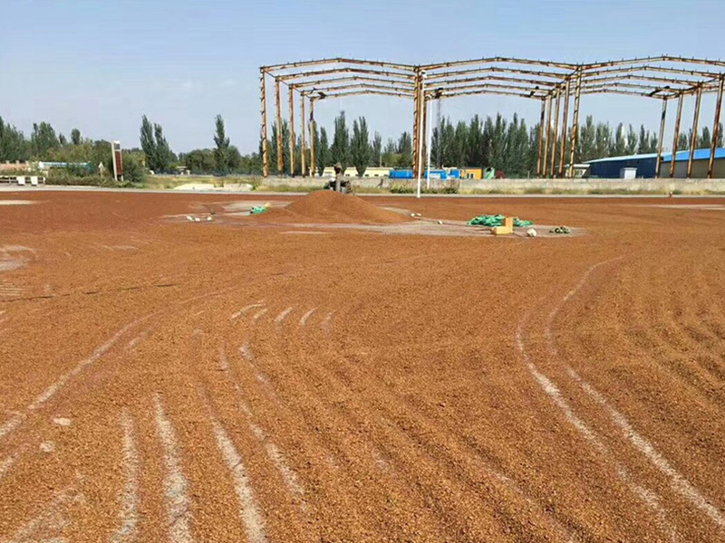 Grape Seed processing area in China（Ningxia）