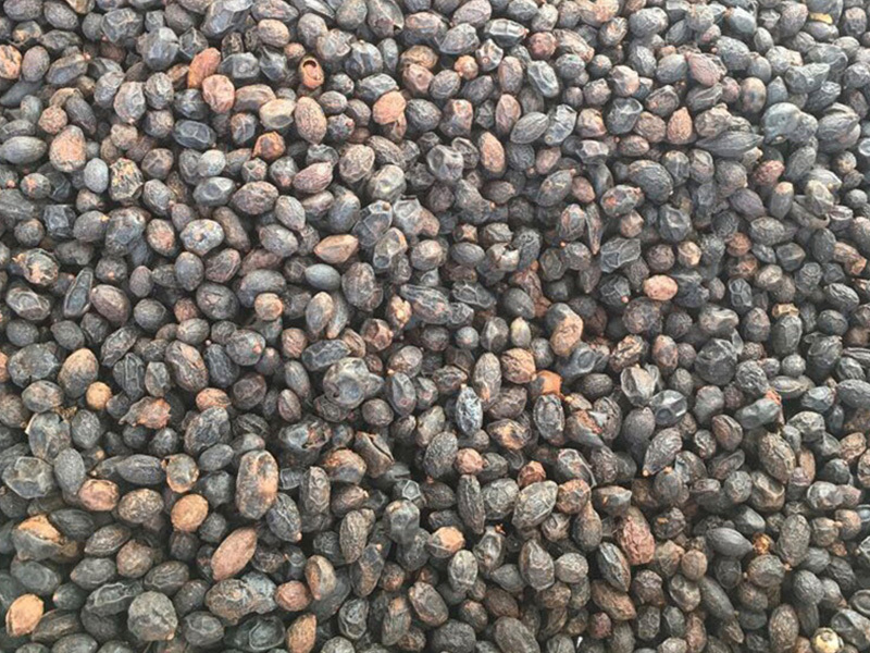 Saw palmetto raw materials in the Southeast of the United States
