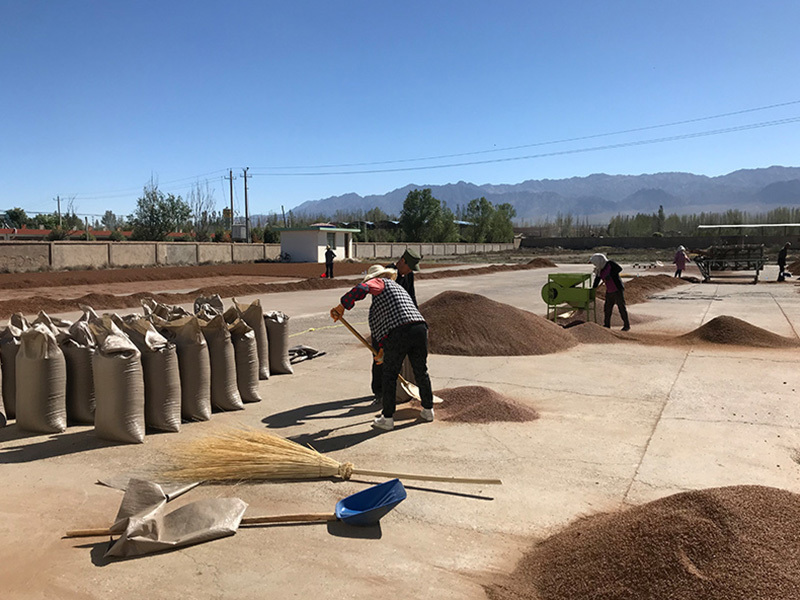 Grape Seed processing area in China（Gansu）