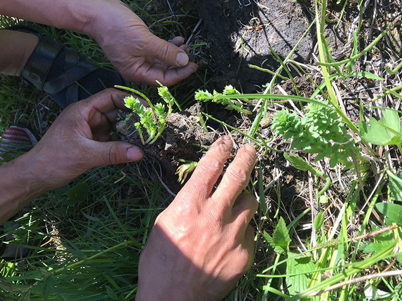 Centella Asiatica processing in  Madagascar