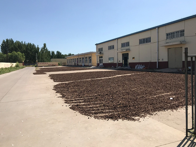 Rhodiola Rosea raw materials processing in China