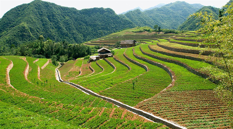 竹山縣2020年巖溶地區石漠化綜合治理工程中場村坡改梯工程 (1)